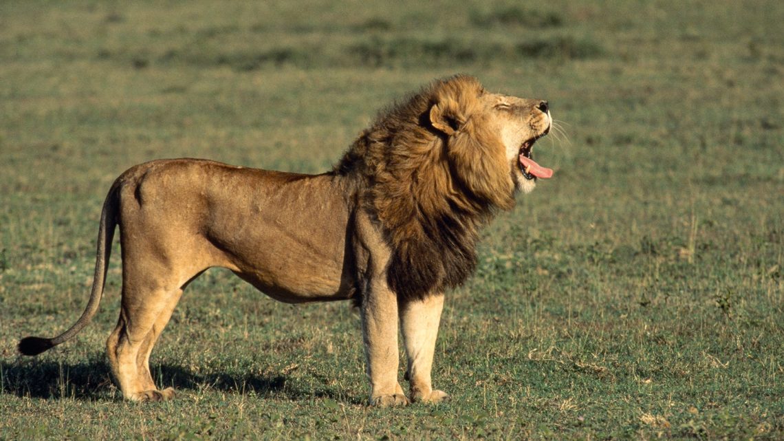 lion growl